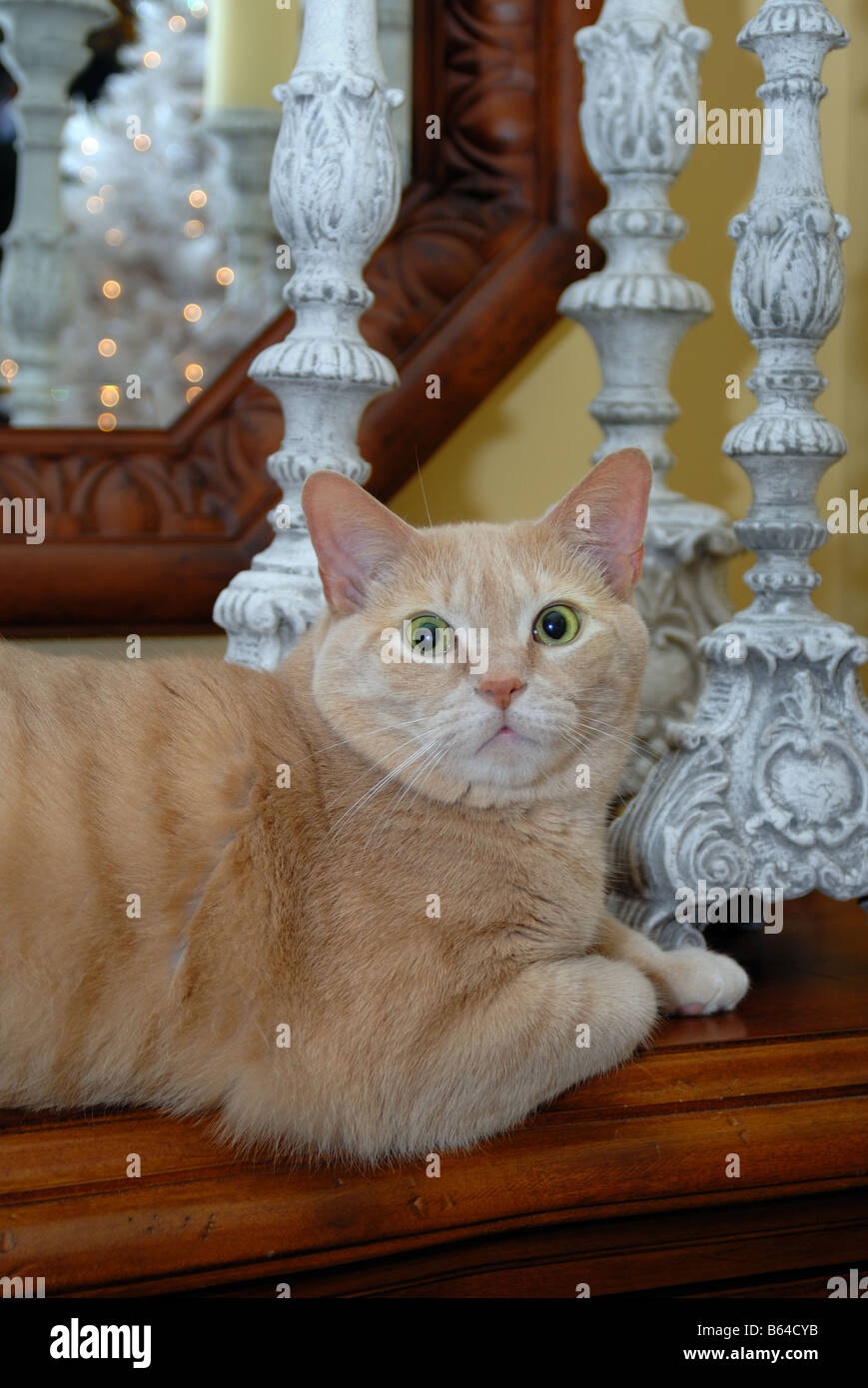Un gato atigrado naranja representa cerca de unos altos candelabros y un  espejo que refleja las luces de Navidad espumoso Fotografía de stock - Alamy