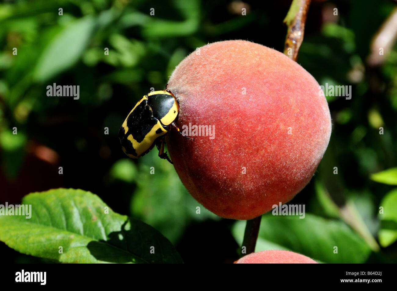 Pachnoda sinuata: fruta chafer eatng un durazno Foto de stock
