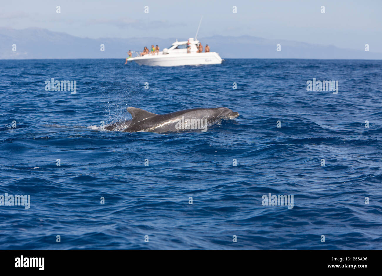 Turistas en la excursión de avistamiento de delfines Tursiops truncatus Azores Océano Atlántico Portugal Foto de stock