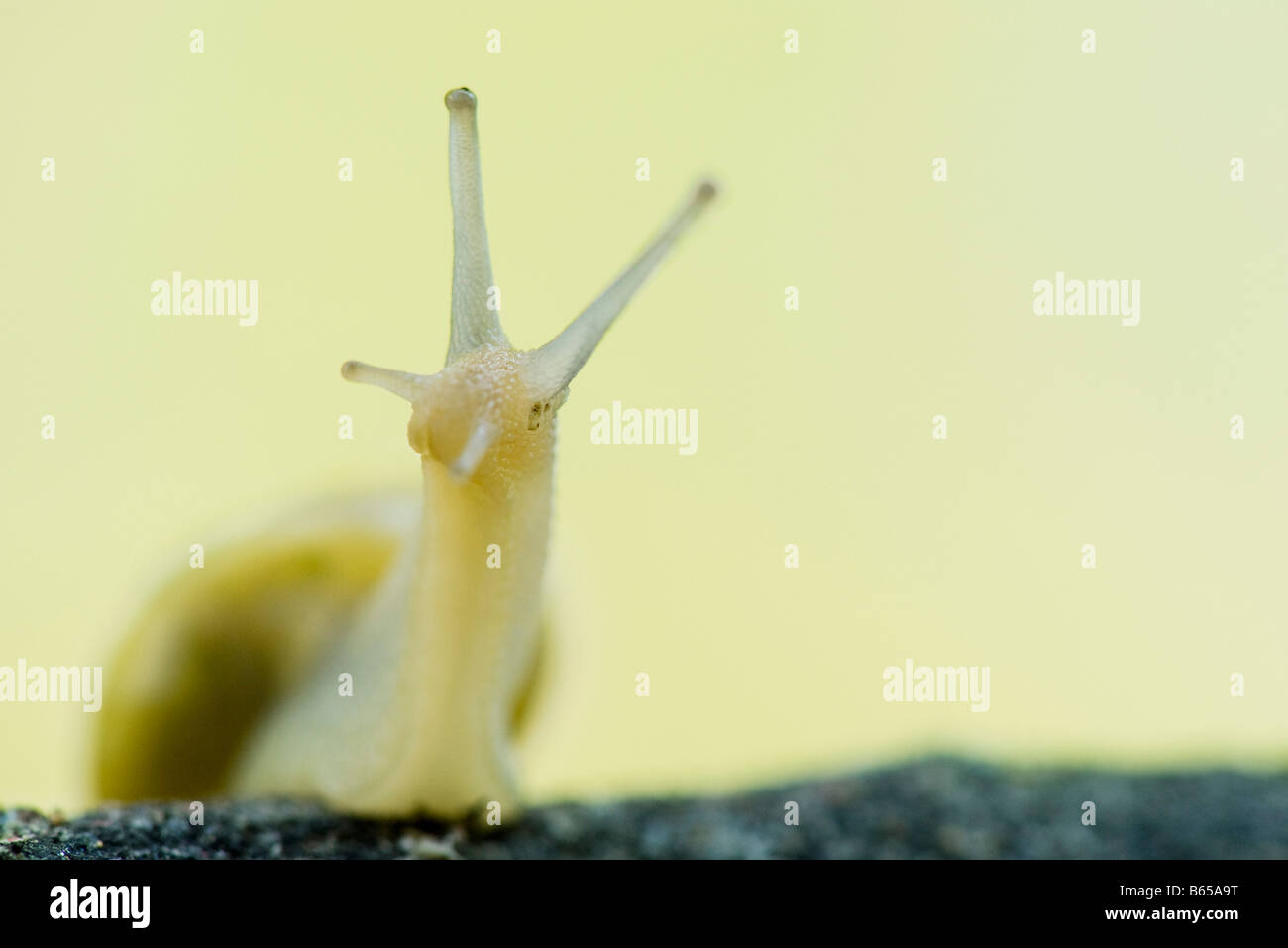 Blanco-labiado (caracol Cepaea hortensis) , close-up Foto de stock