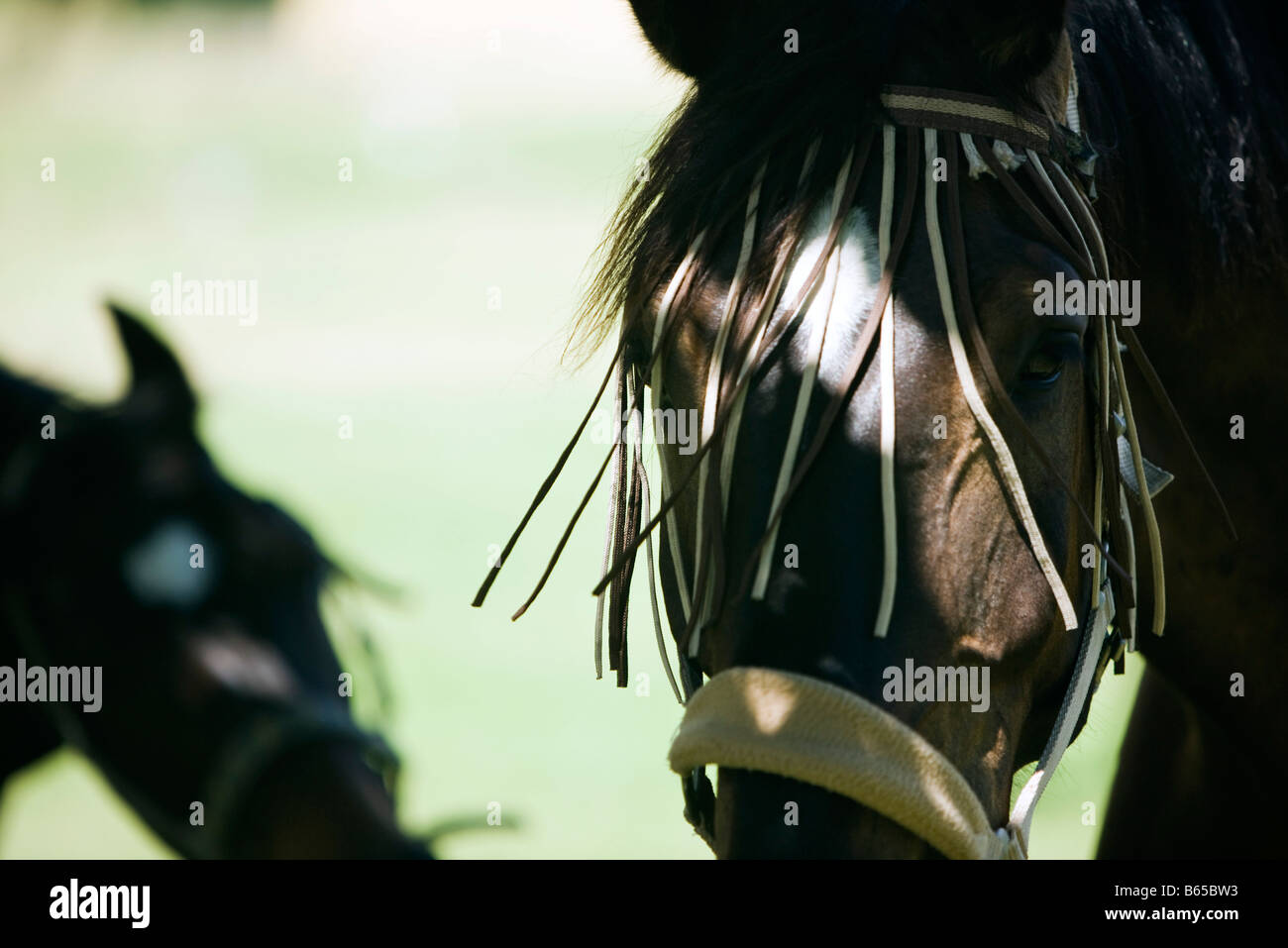 Utilizando arneses de caballos, close-up Foto de stock