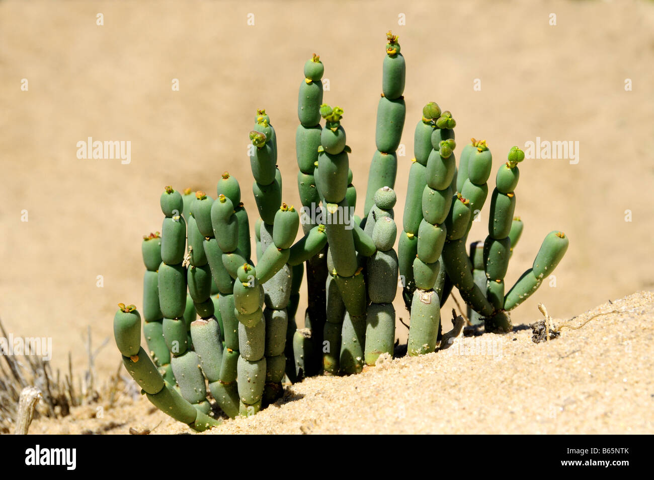 Euphorbia jóvenes crecen en la planta semi-arenas del desierto de la costa oeste de Sudáfrica Foto de stock