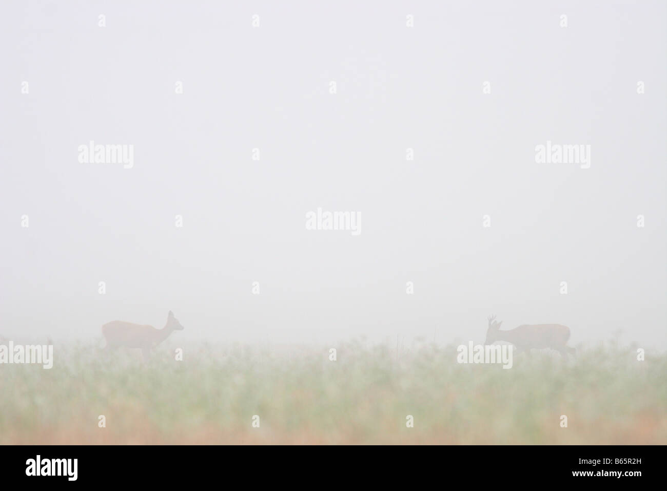 Reunión romántica por par de corzos (Capreolus capreolus) en las primeras horas de la mañana la niebla. Foto de stock