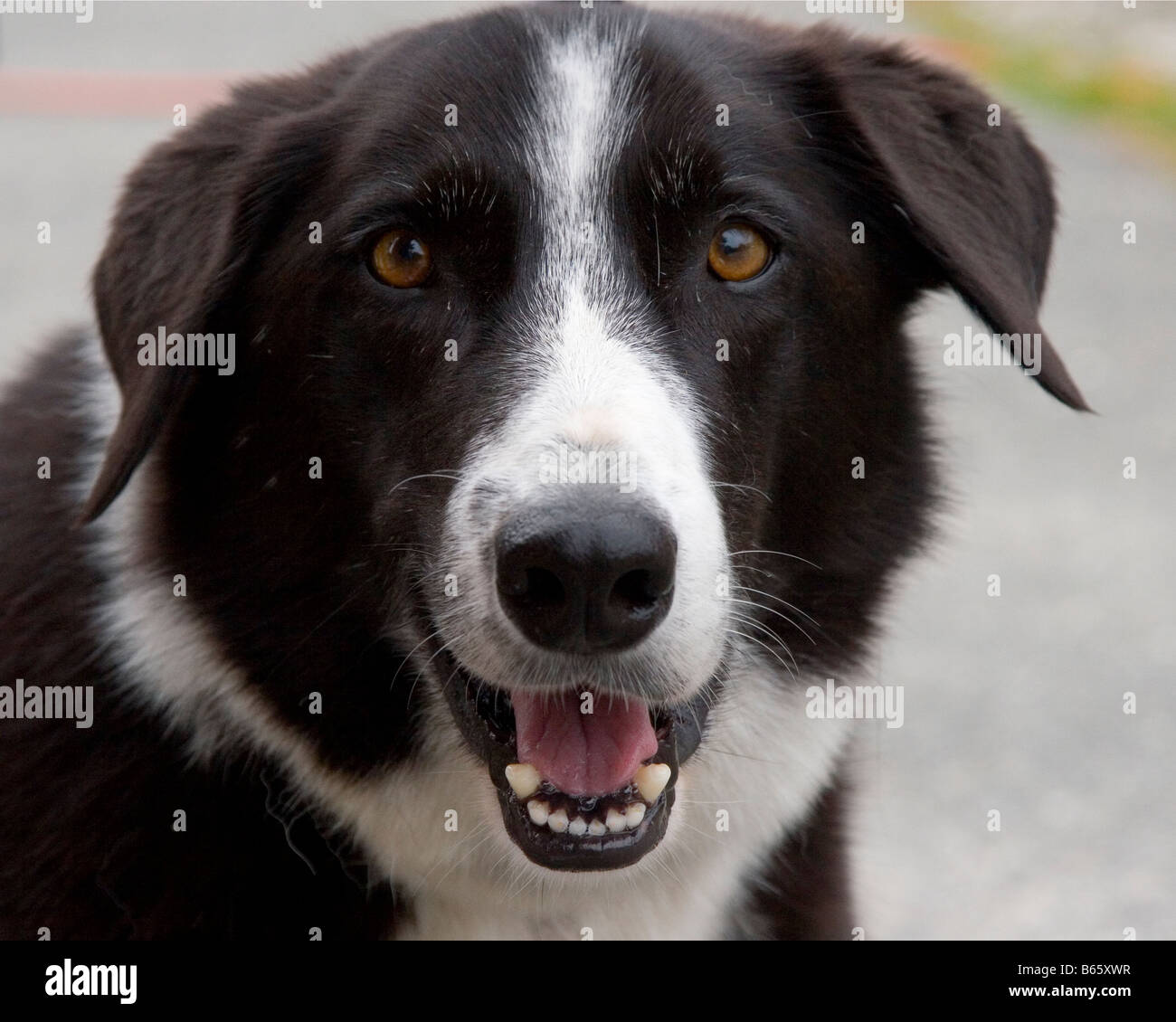 Perro Feliz Border Collie perro sonriendo ante la cámara. Foto de stock