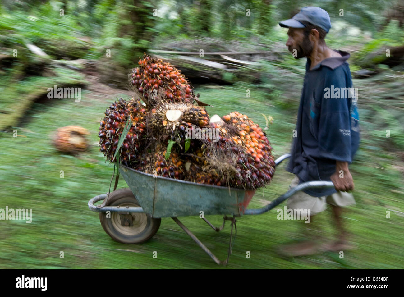 Los trabajadores cortando y la recolección de frutos de palma de aceite, en el oeste de la isla de Nueva Bretaña, Papúa Nueva Guinea Foto de stock