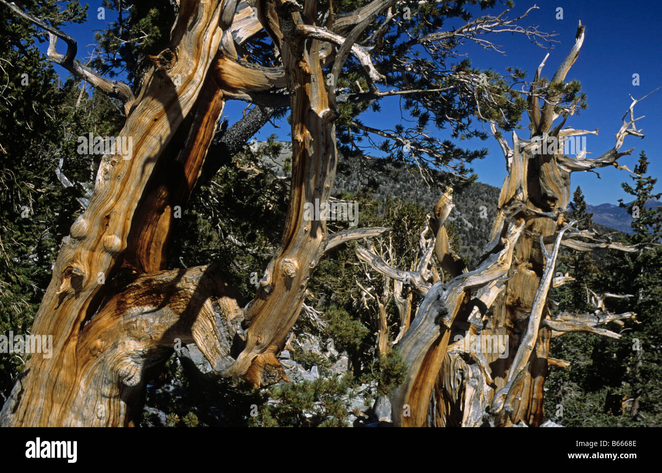 Cono de púas antiguo pino Great Basin National Park Nevada US Foto de stock