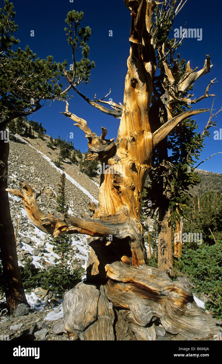 Cono de púas antiguo pino Great Basin National Park Nevada US Foto de stock