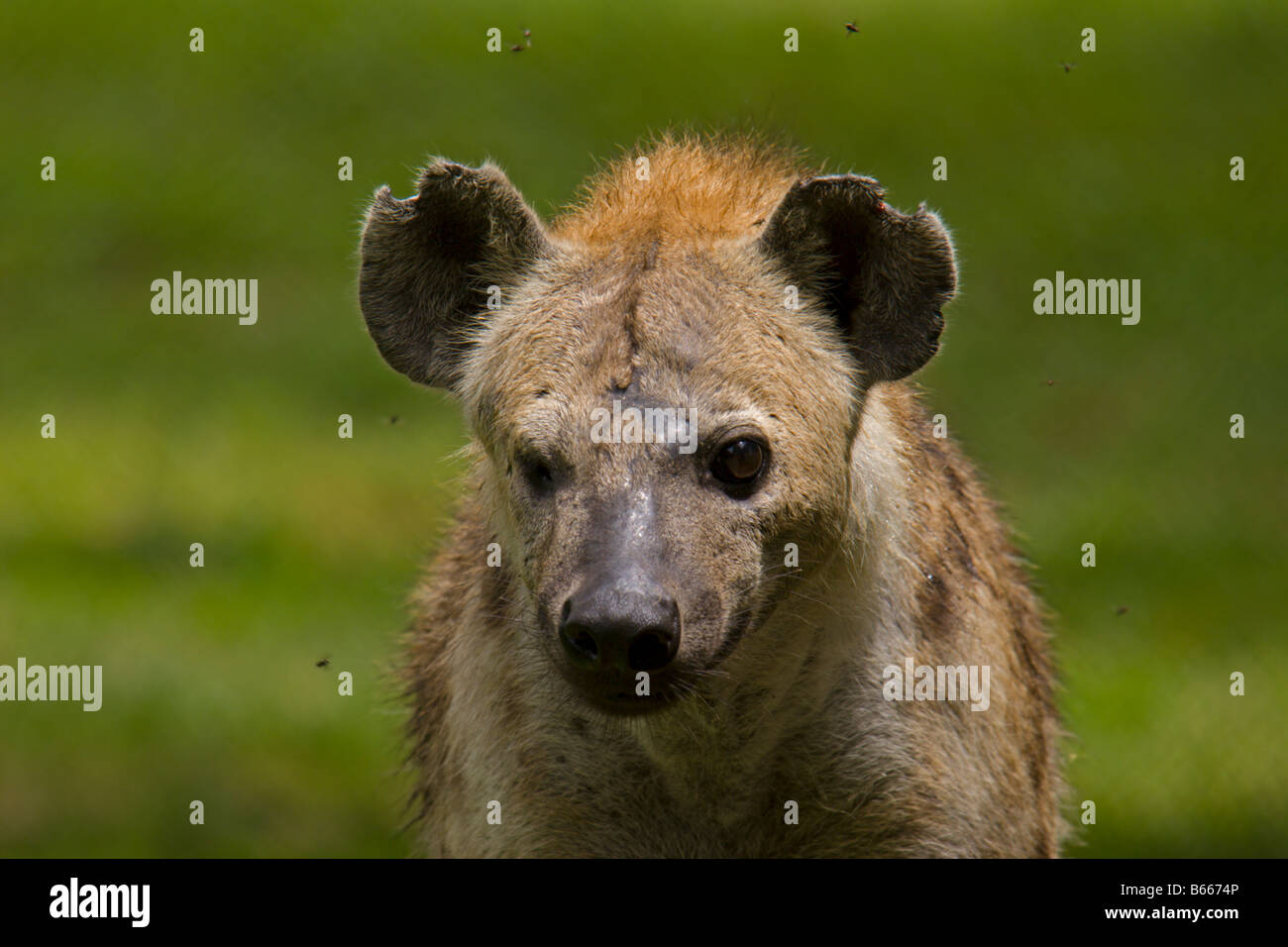Hiena animales salvajes de África Uganda Foto de stock