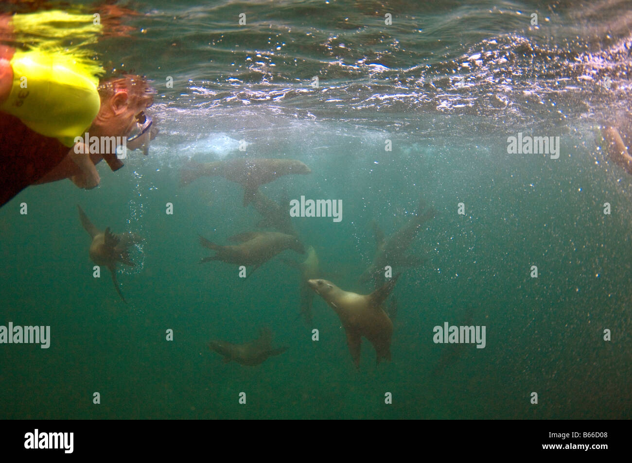 Bucear con Lobos Marinos, el Mar de Cortez, México Foto de stock