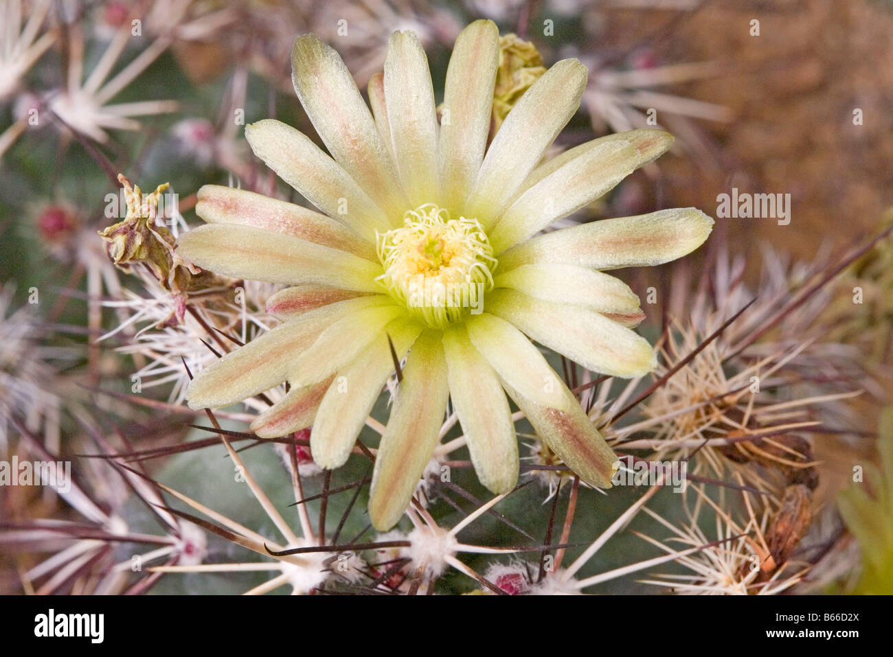 Davis Hedgehog Cactus Echinocereus davisii Chihuahuan Desert Research Institute de Fort Davis, Texas, Estados Unidos, 20 de marzo Foto de stock