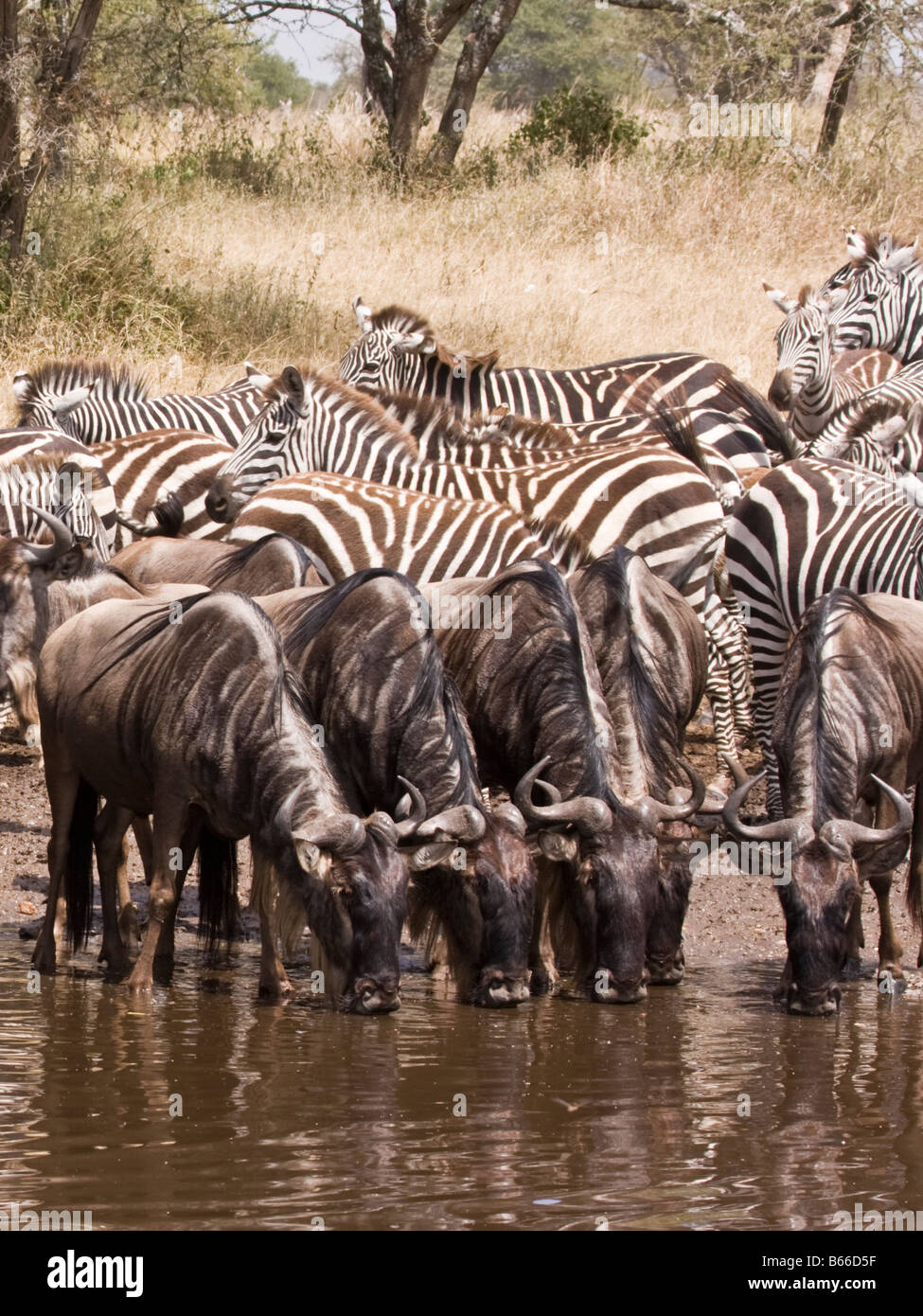 La cebra y el búfalo de agua potable de un abrevadero en el Serengeti Foto de stock