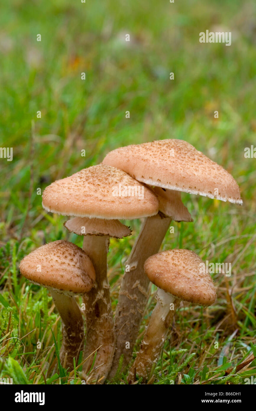 Hongos hongos toadstool mushroon Foto de stock