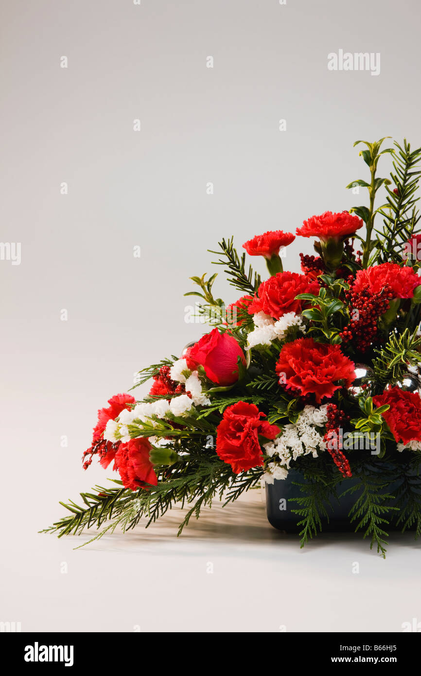Flores de navidad fotografías e imágenes de alta resolución - Alamy Flores de navidad fotografías e imágenes de alta resolución - Alamy