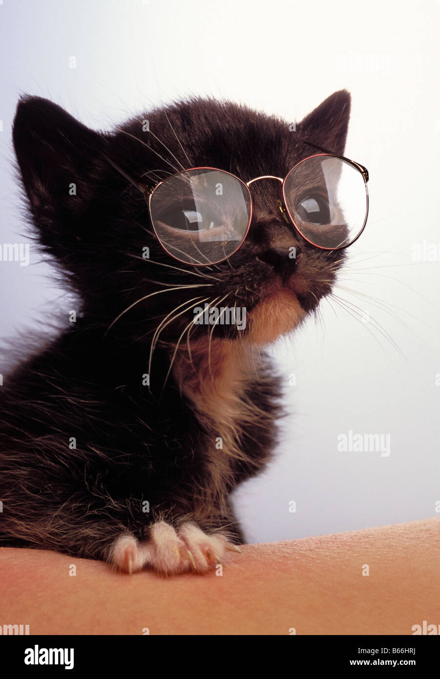 Gatito llevar gafas. Foto de stock