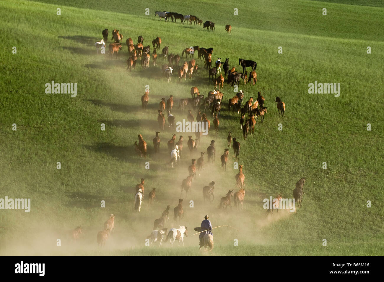 Los pastizales resero a caballo caballo capturas con cuerdas y polo de urga Xilinhot china de Mongolia Interior. Foto de stock