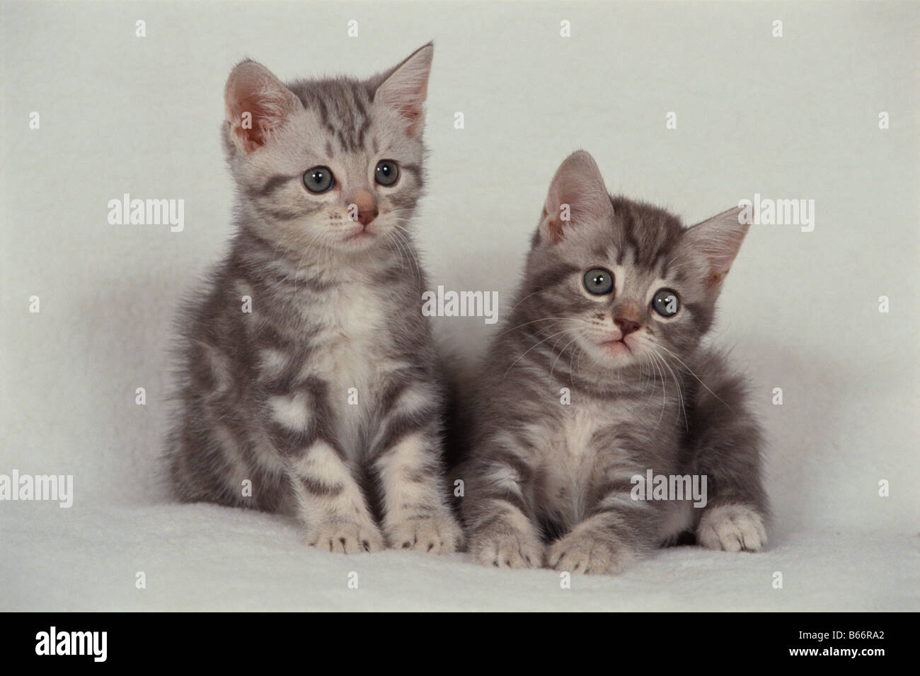 Dos American Shorthair gatitos Foto de stock