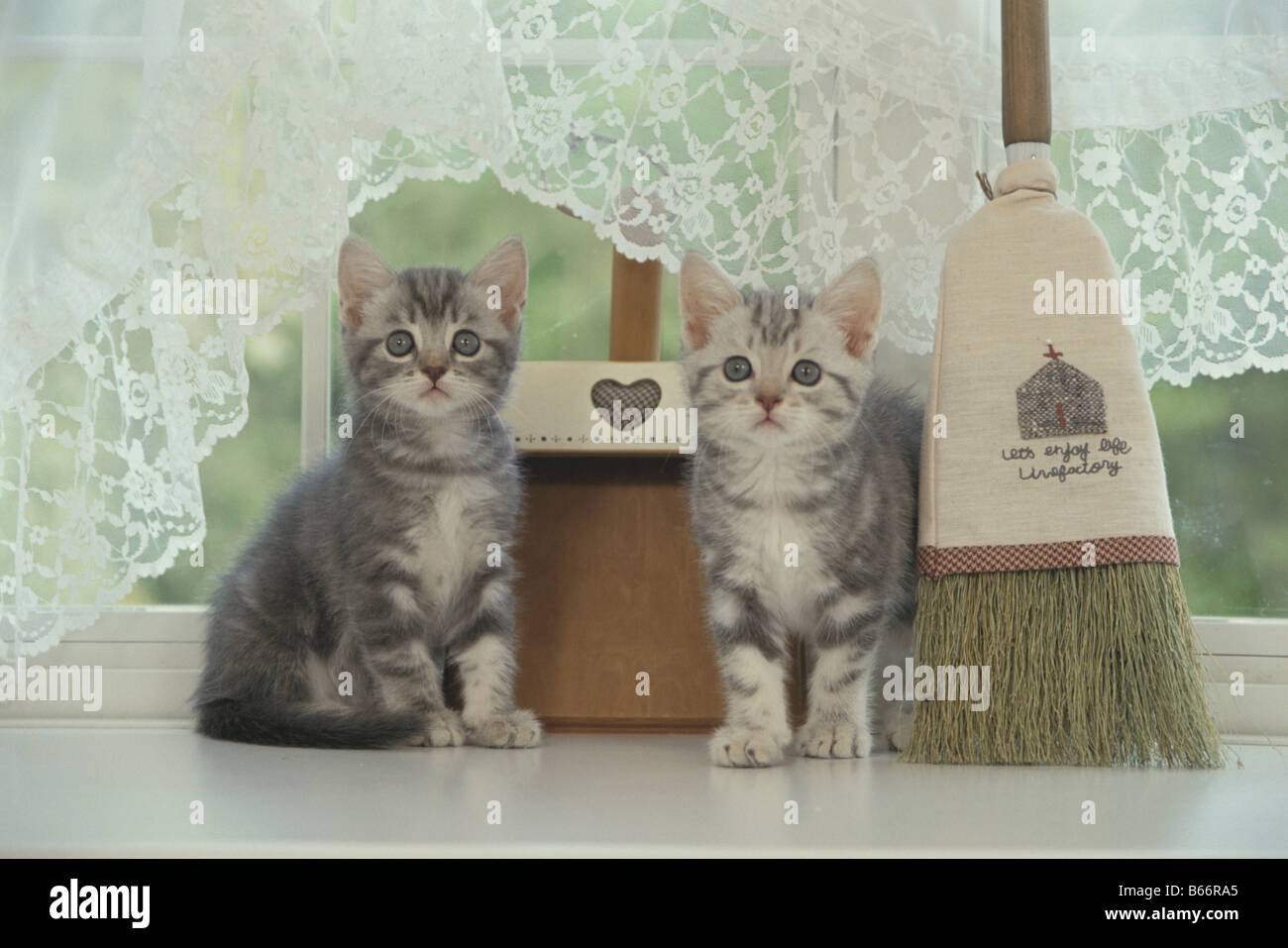 Dos American Shorthair gatitos el alféizar de ventana Foto de stock