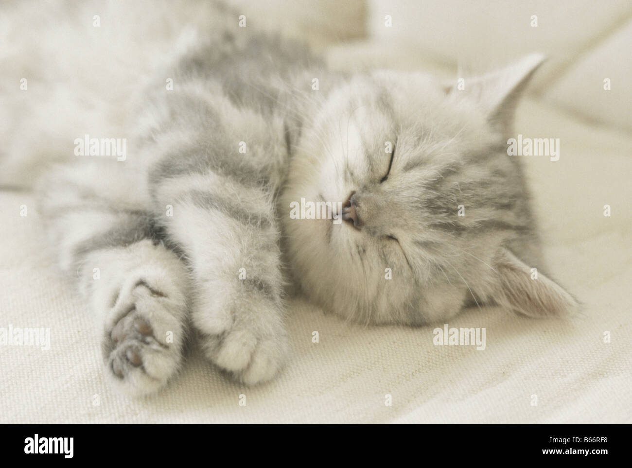 American Shorthair Gato durmiendo Foto de stock