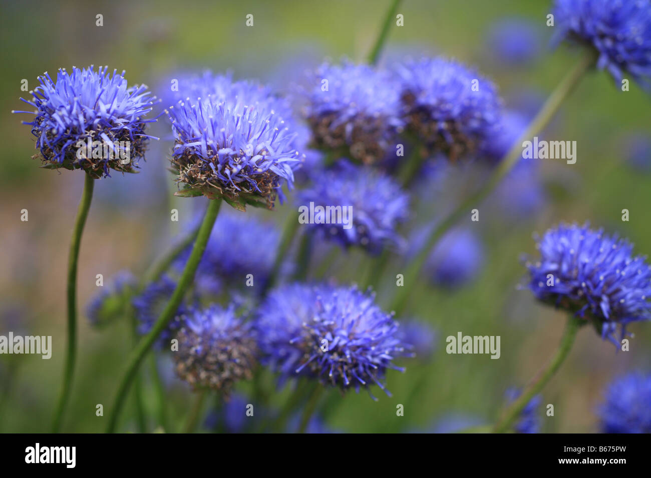 Azul aciano, cabezas de flores 'Centaurea cyanus Bachelors' botón. Foto de stock