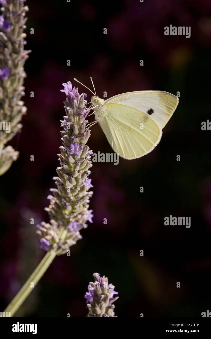 Sur de pequeñas mariposas blancas Artogeia mannii Grecia Foto de stock