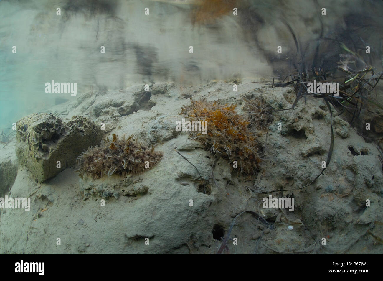 Los caracoles de mar Polybranchia Polybranchia Strumjan Mar Adriático Eslovenia Foto de stock
