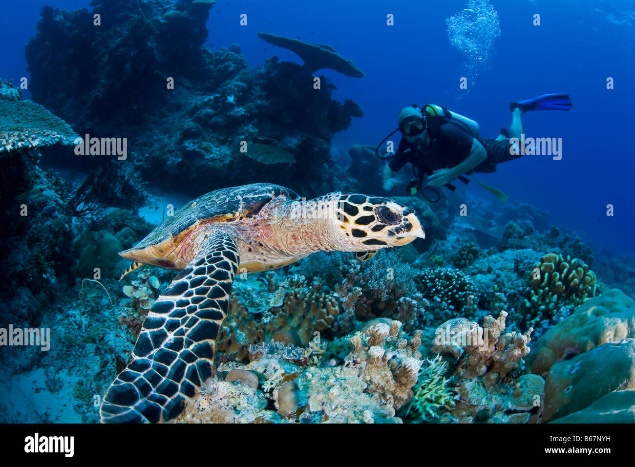 La tortuga carey, Eretmochelys imbricata buzo Micronesia del Océano Pacífico, Palau Foto de stock