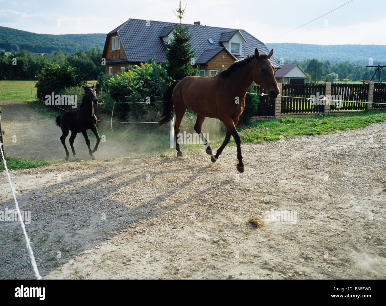 Polonia Kapkazy village, caballos corriendo de objeción a estable Foto de stock