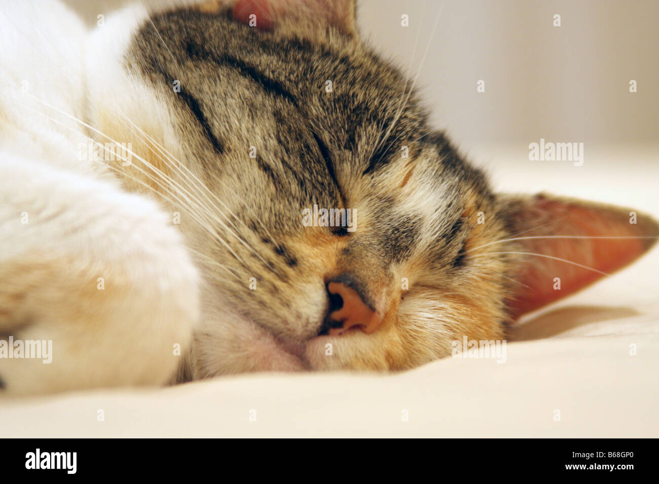 Pelo corto gato doméstico durmiendo Foto de stock