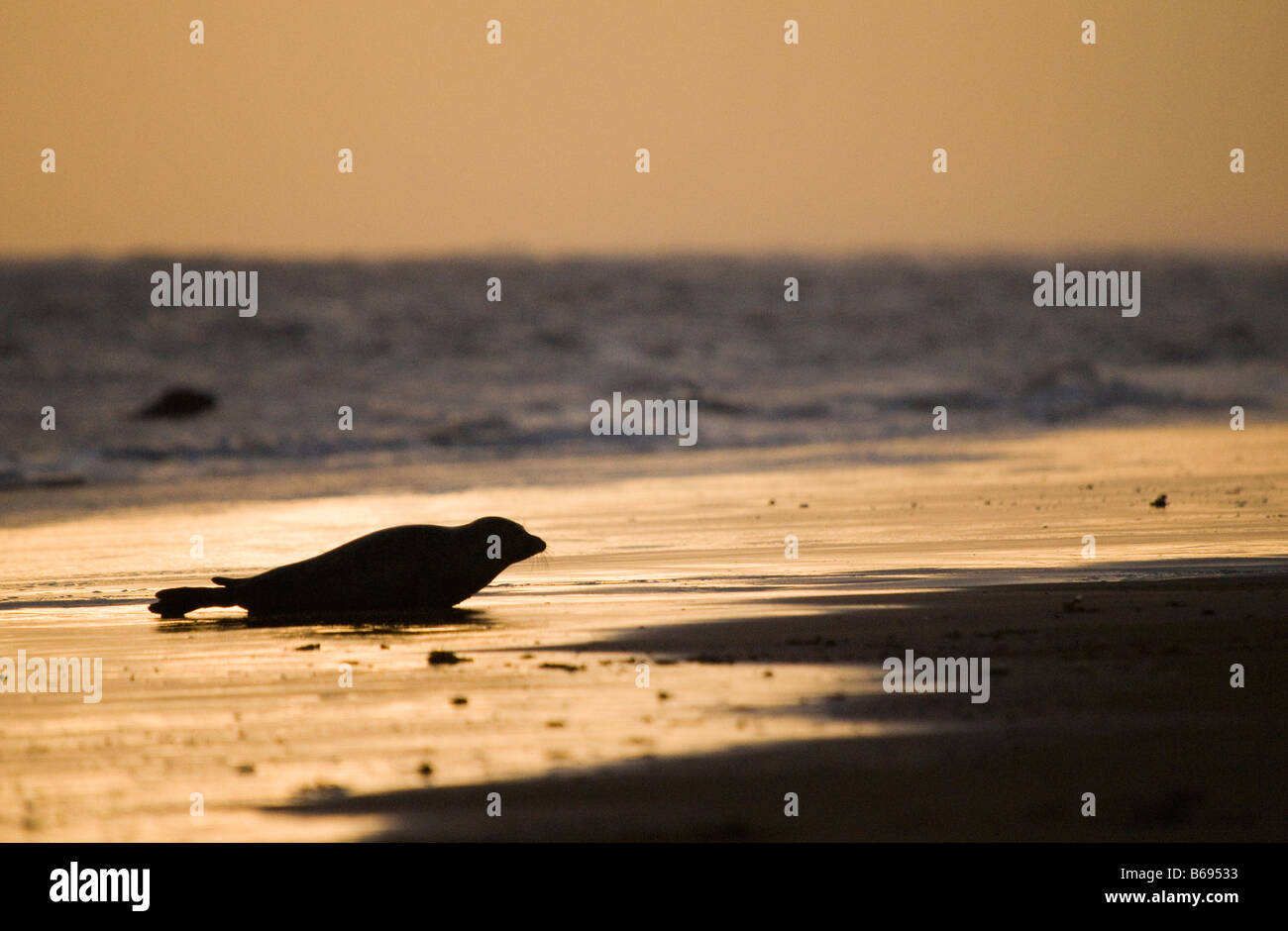 Junta gris, Donna Nook, Lincolnshire, Reino Unido. Foto de stock