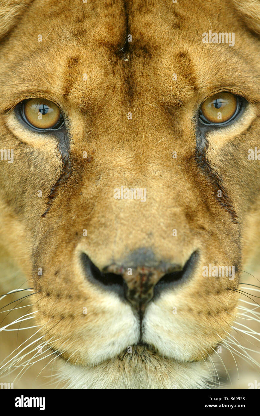 Cerca de la cara de los leones Foto de stock