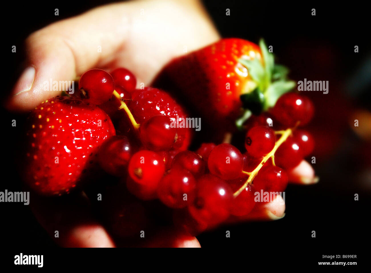 Mano sujetando las bayas de fresas y grosellas Foto de stock