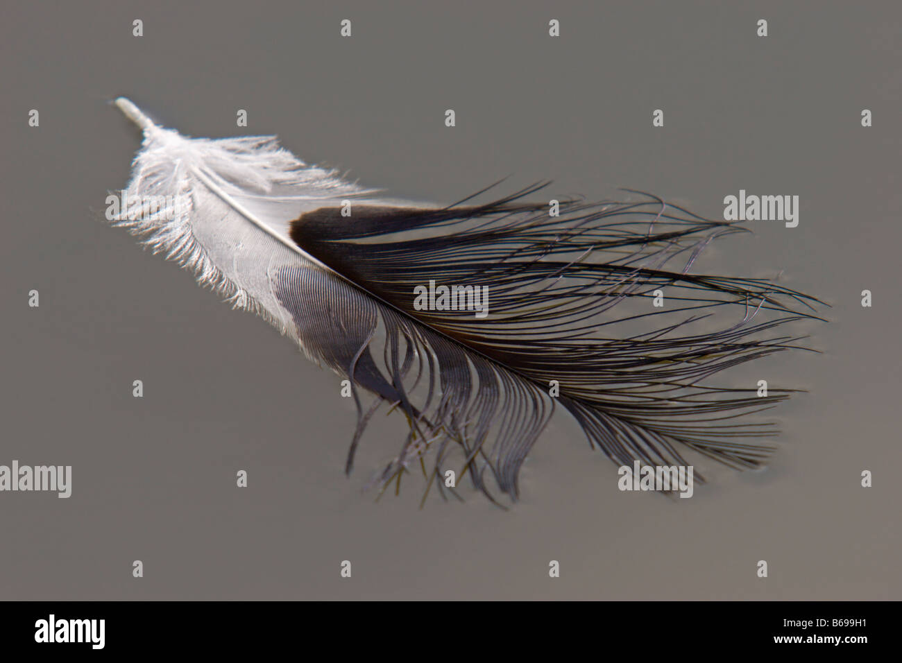 Feather flotando sobre el agua detalle de plumas de aves Foto de stock
