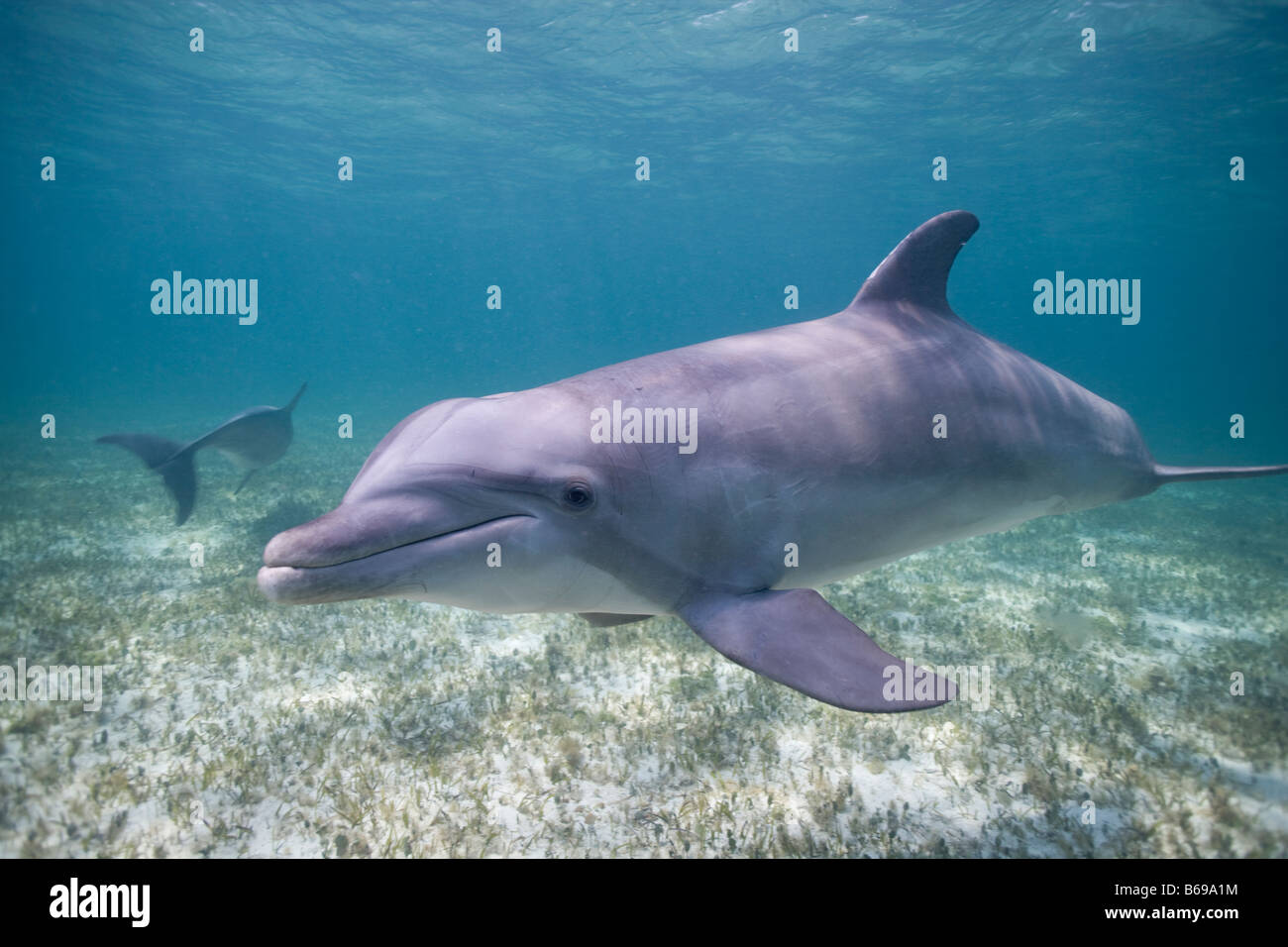 Bahamas Grand Bahama Island Freeport cautivos de Delfín Mular Tursiops truncatus nadan en el Mar Caribe en el sitio UNEXSO Foto de stock