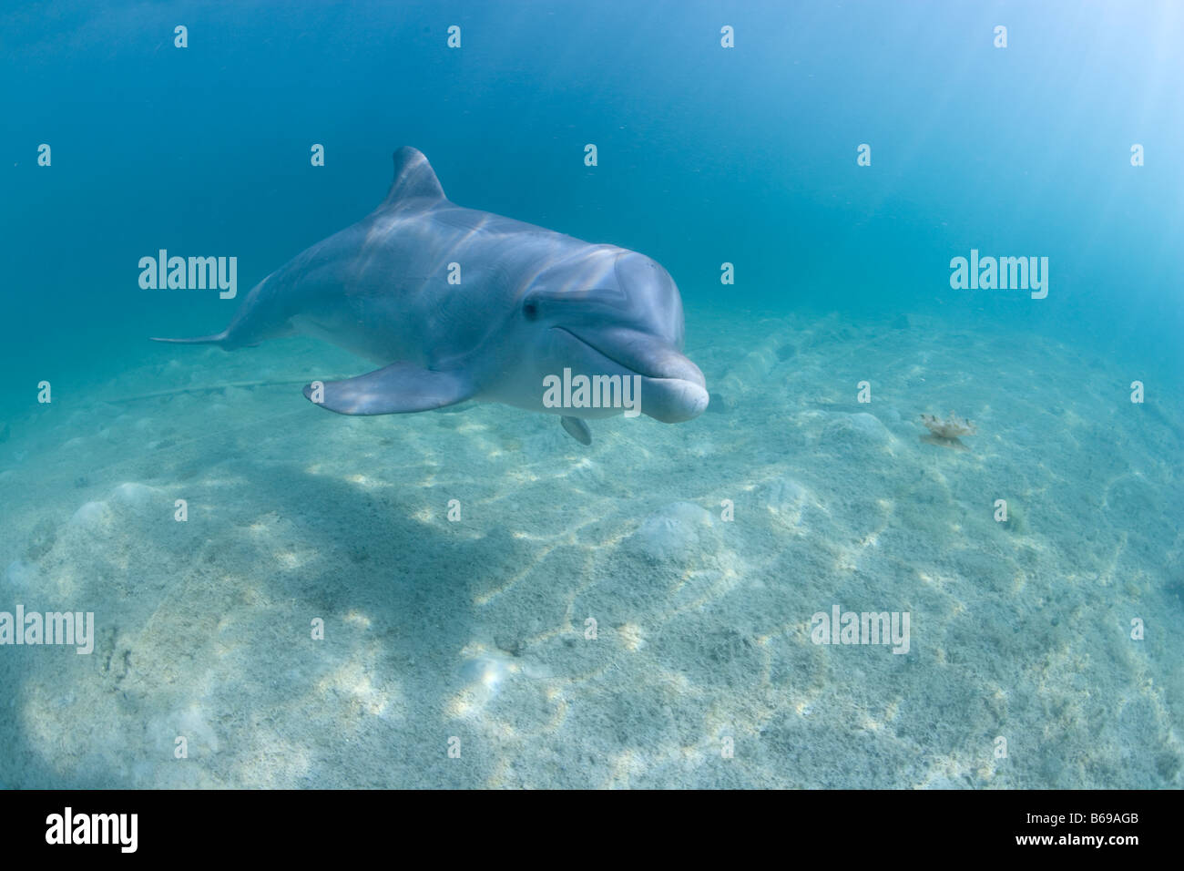 Bahamas Grand Bahama Island Freeport cautivos de Delfín Mular Tursiops truncatus nadan en el Mar Caribe en el sitio UNEXSO Foto de stock