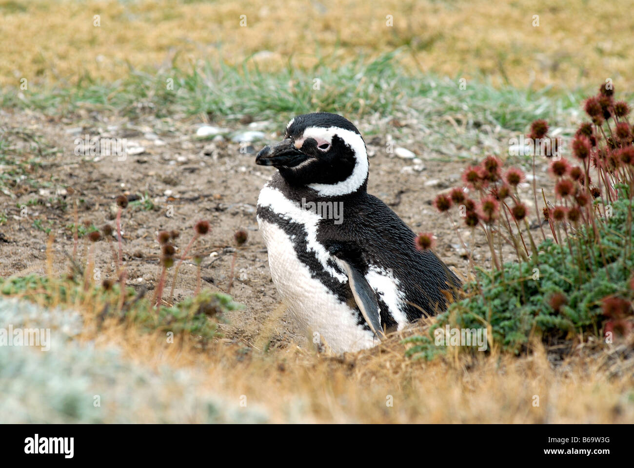 Penguin, seno Otway, Patagonia, Chile Foto de stock