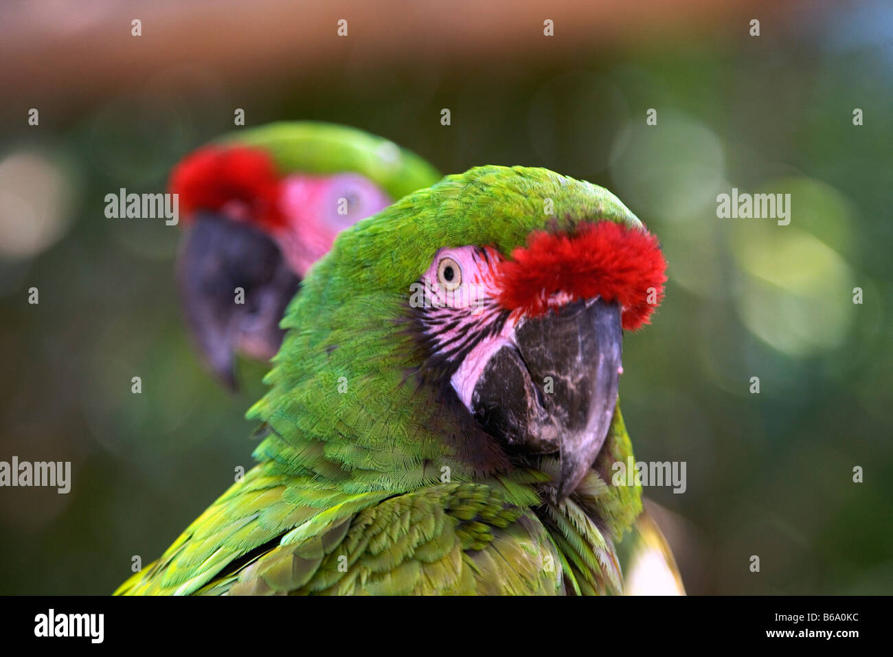 Loros xcaret fotografías e imágenes de alta resolución - Alamy