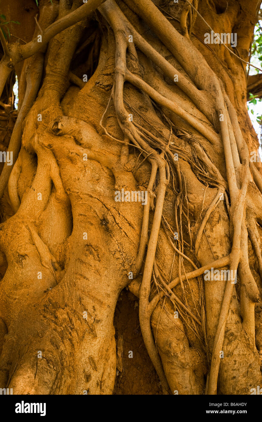  The Mahogany Tree * El árbol de caoba (English and