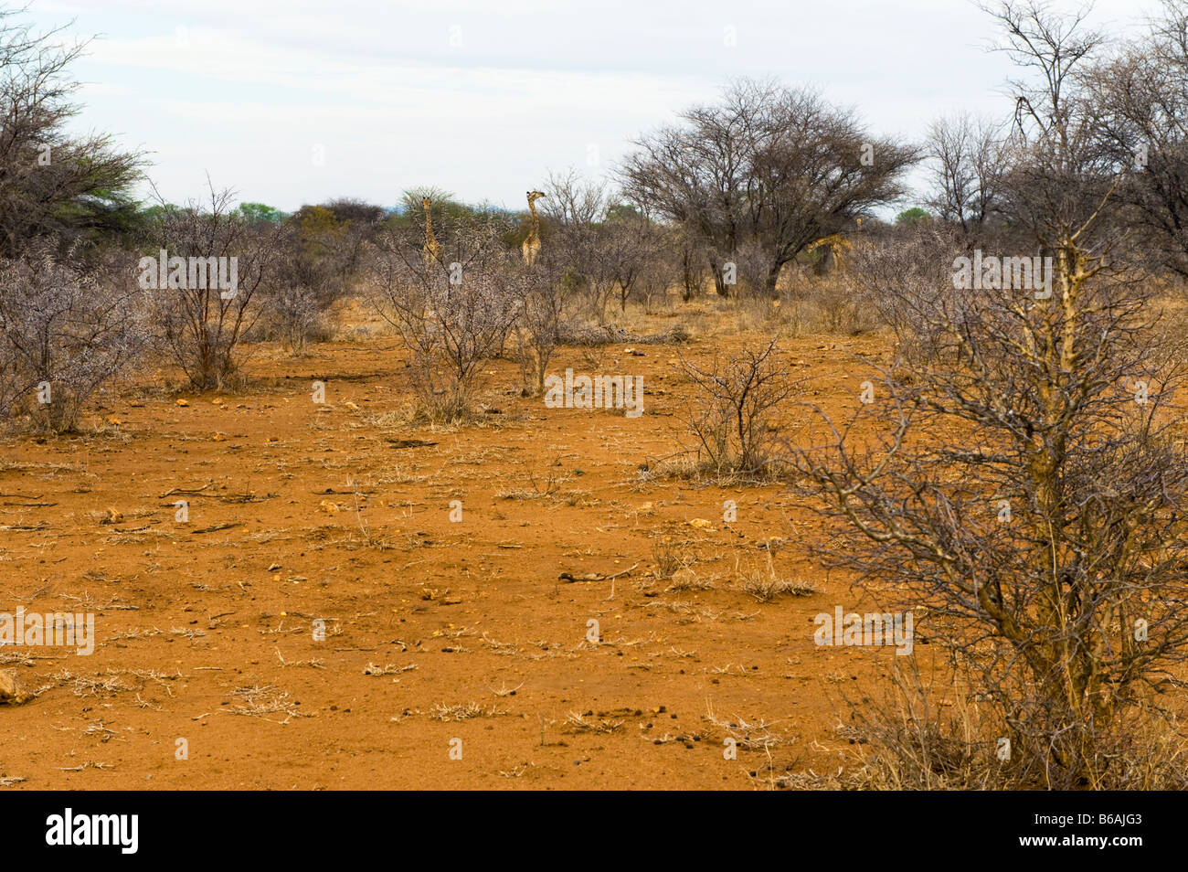 Tierra roja savanne SABANA SUR-ÁFRICA bush paisaje boscoso Sudáfrica acacia Foto de stock