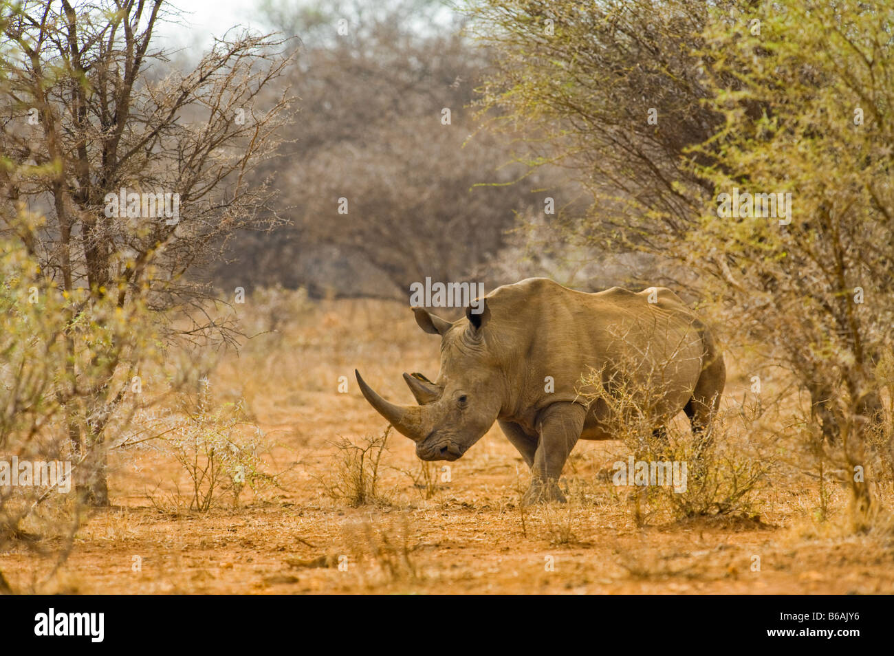 Wild Rinocerontes Rinoceronte blanco Ceratotherium simum en acacia woodland Sudáfrica wildlife desierto Foto de stock