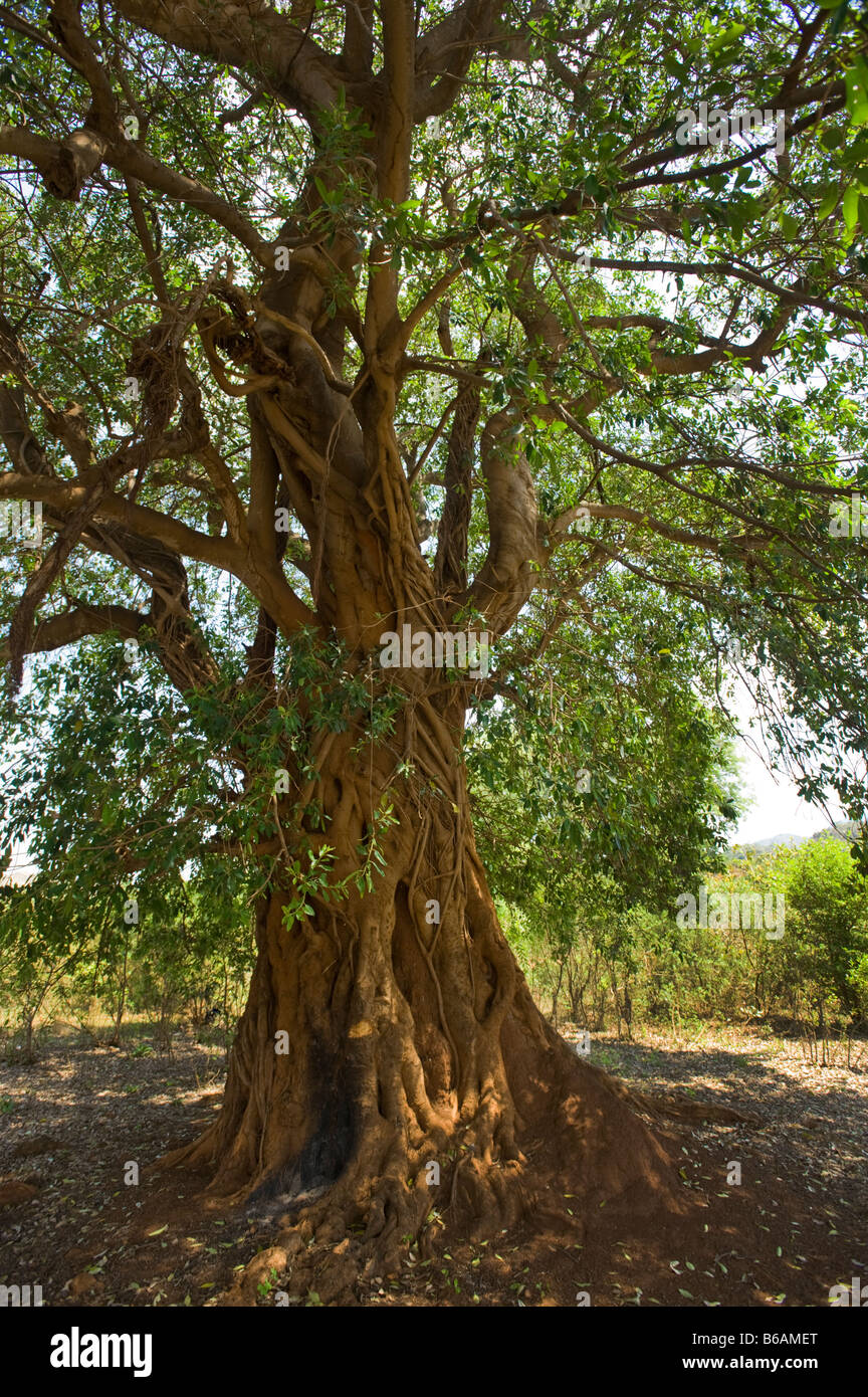  The Mahogany Tree * El árbol de caoba (English and