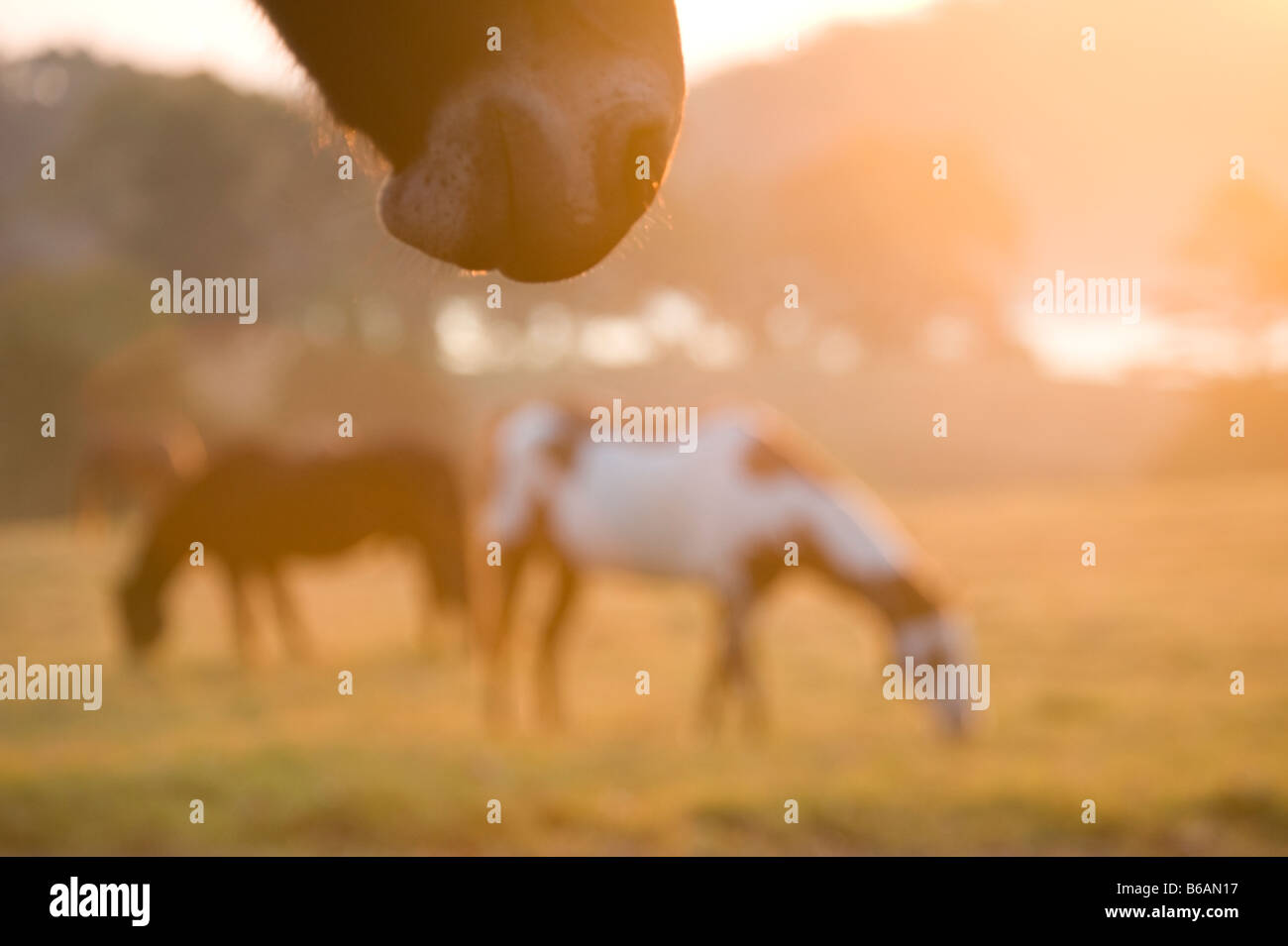 Hocico de caballo en primer plano como yeguas pastar al amanecer. Foto de stock