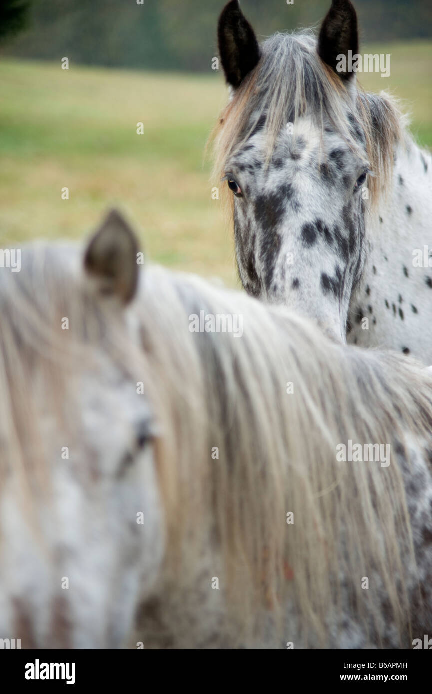 Dos pony de las Américas en el "espíritu orgulloso Caballo Rerscue' Foto de stock