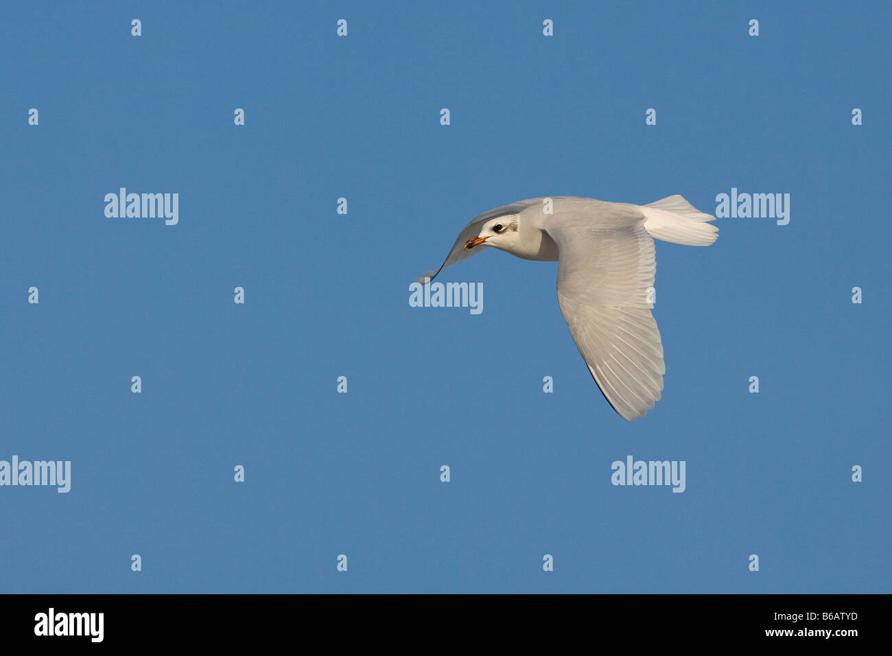 Mediterráneo Gaviota Larus melanocephalus en vuelo Foto de stock