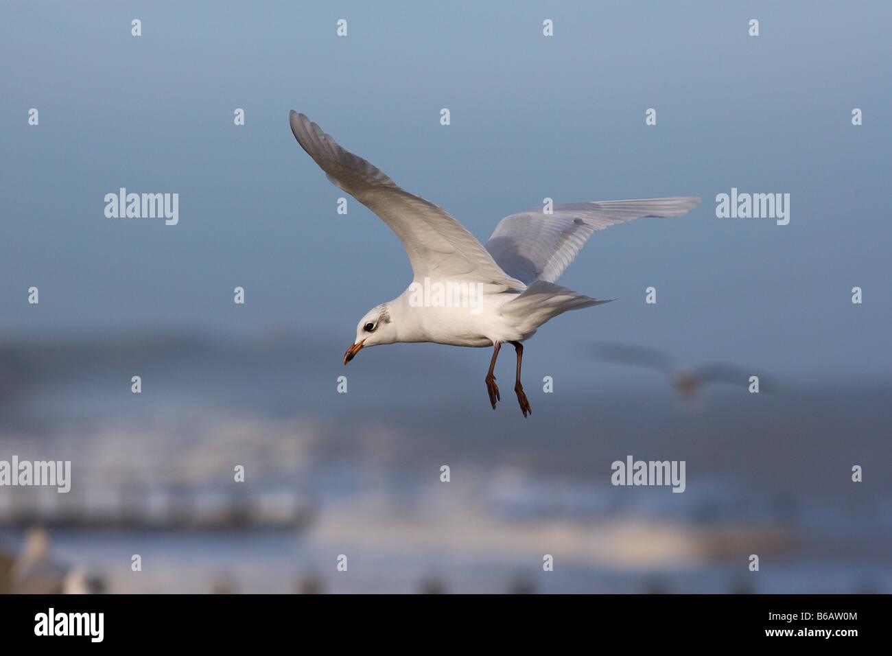 Mediterráneo Gaviota Larus melanocephalus en vuelo Foto de stock