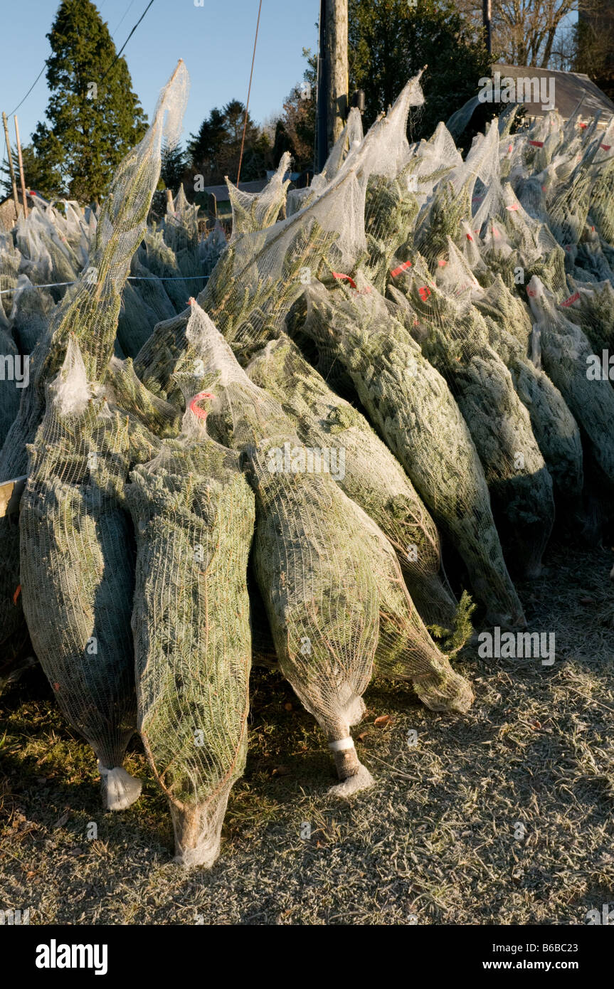 Los árboles de navidad envuelto en una red de plástico sobre la venta, Gales, Reino Unido Foto de stock