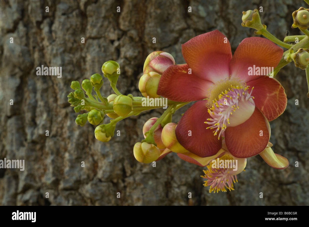 Árbol bala de cañón (Couroupita guianensis) flores George Brown, Jardines Botánicos, Darwin, Australia El Territorio del Norte de Septiembre Foto de stock