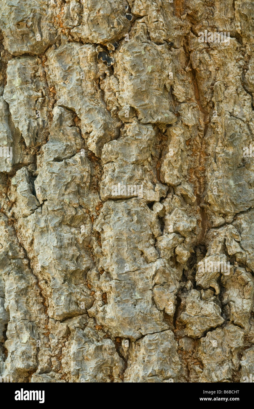 Árbol bala de cañón (Couroupita guianensis) cerca de corteza George Brown, Jardines Botánicos, Darwin, Australia El Territorio del Norte Foto de stock
