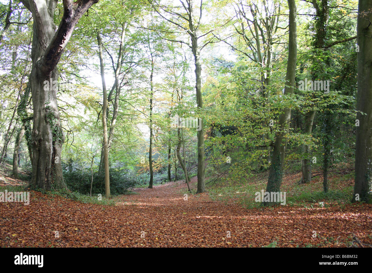 English bosques en la zona rural de Oxfordshire. Foto de stock
