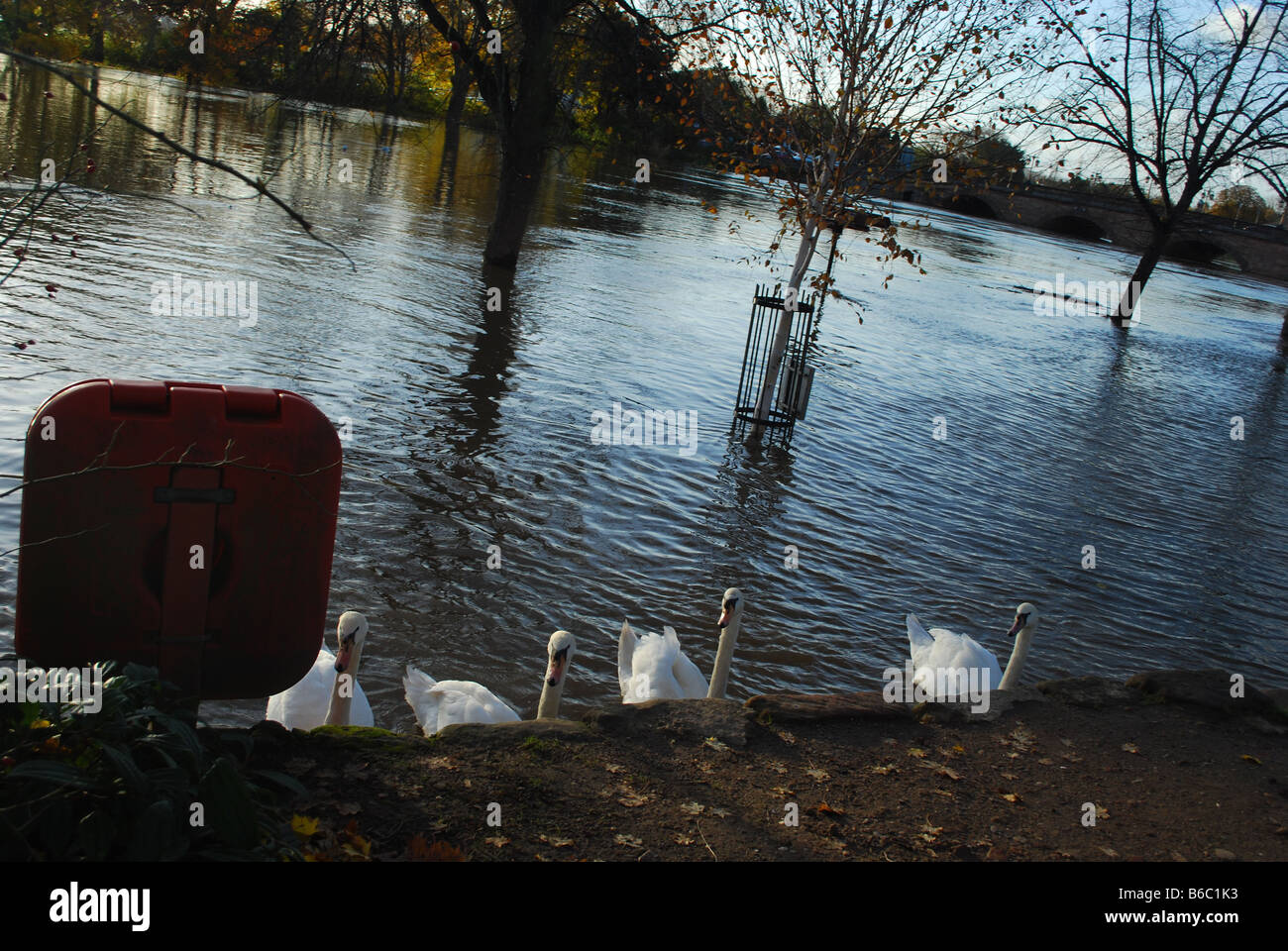 Cuatro cisnes en el río inundado siete nadar donde la ruta debe estar en el centro de Worcester, Worcestershire, Inglaterra Foto de stock