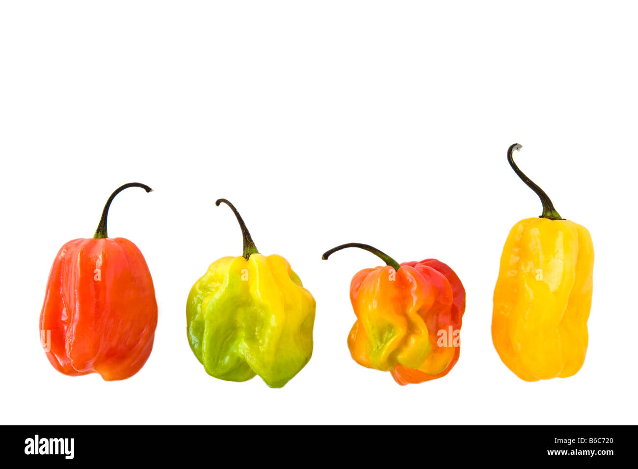 Habanero (Scotch los chiles sobre un fondo blanco Fotografía de